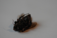 Bombus