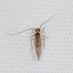 Valenzuela confluens