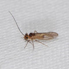 Valenzuela confluens