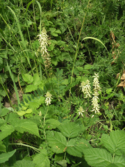 Astragalus uliginosus