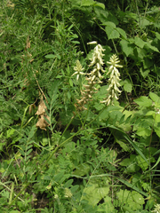 Astragalus uliginosus