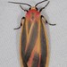Painted Lichen Moth - Photo (c) Jason M Crockwell, some rights reserved (CC BY-NC-ND), uploaded by Jason M Crockwell