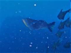 Anampses geographicus