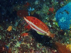 Pseudolabrus biserialis