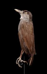 Black-Browed Babbler photo 3