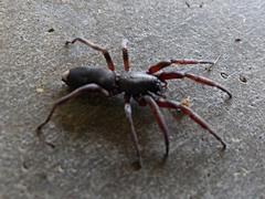 Lampona cylindrata