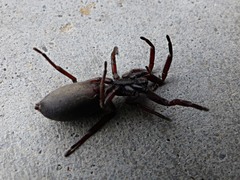 Lampona cylindrata