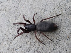 Lampona cylindrata