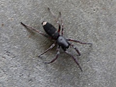 Lampona cylindrata