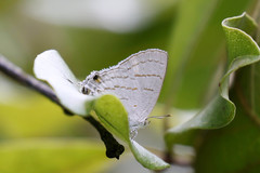 Hypolycaena