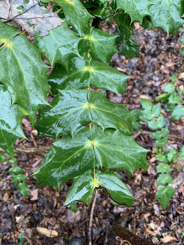 Leatherleaf mahonia (Berberis bealei)