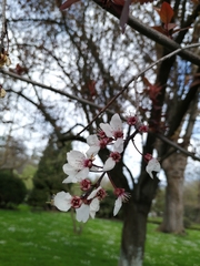 Prunus cerasifera