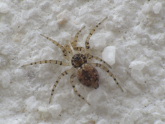 Oecobius maculatus