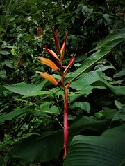 Heliconia hirsuta