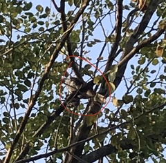 Accipiter trivirgatus