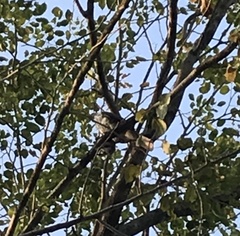 Accipiter trivirgatus