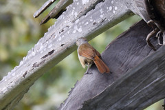 Cichladusa arquata
