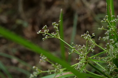 Scirpus ternatanus