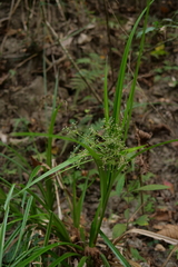 Scirpus ternatanus