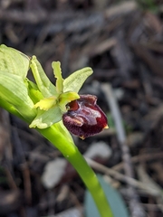 Ophrys sphegodes massiliensis