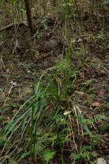 Scirpus ternatanus