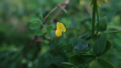 Coronilla valentina glauca