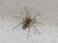 Oecobius maculatus