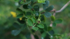 Coronilla valentina glauca