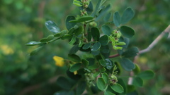 Coronilla valentina glauca