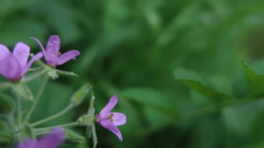 Erodium moschatum