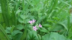 Erodium moschatum