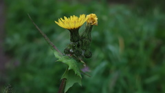 Sonchus oleraceus