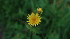 Sonchus oleraceus