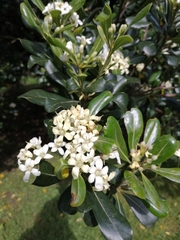 Pittosporum tobira