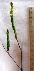 Struthiola hirsuta