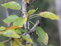 Populus suaveolens