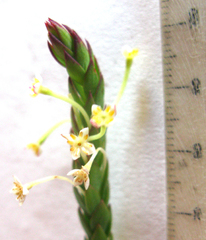Struthiola hirsuta