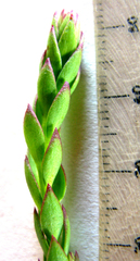 Struthiola hirsuta