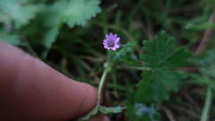 Geranium molle