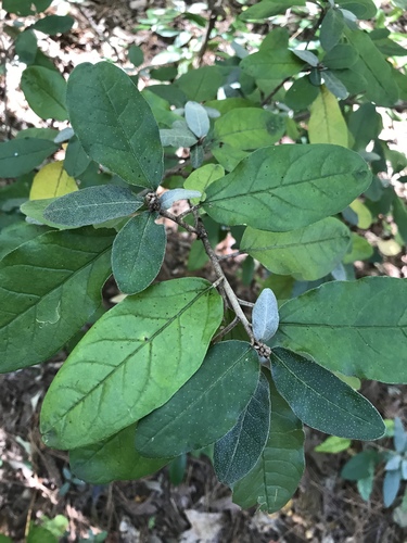 Croton alabamensis var. alabamensis