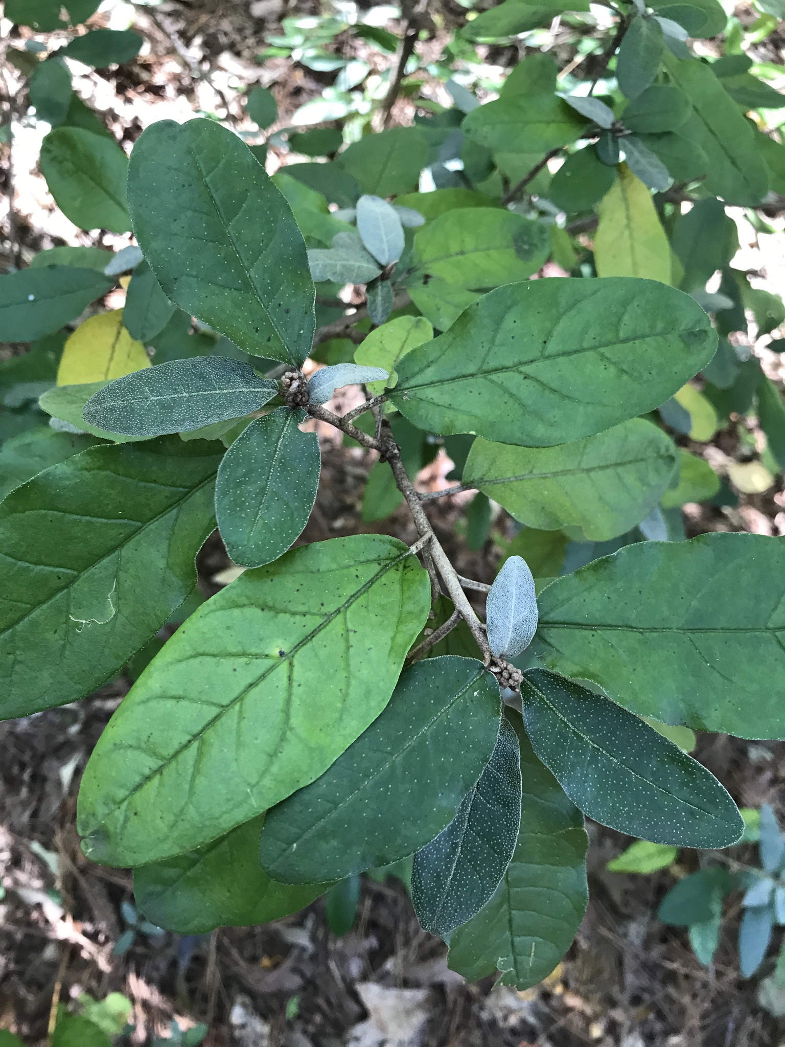 Croton alabamensis var. alabamensis