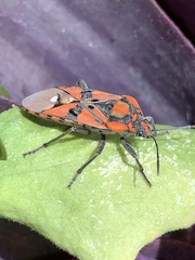 Spilostethus pandurus
