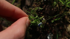 Veronica persica