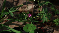 Geranium dissectum