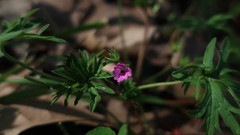 Geranium dissectum