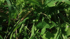 Stellaria media