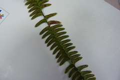 Polypodiineae