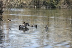 Branta leucopsis