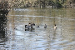 Branta leucopsis