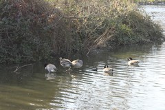 Branta leucopsis